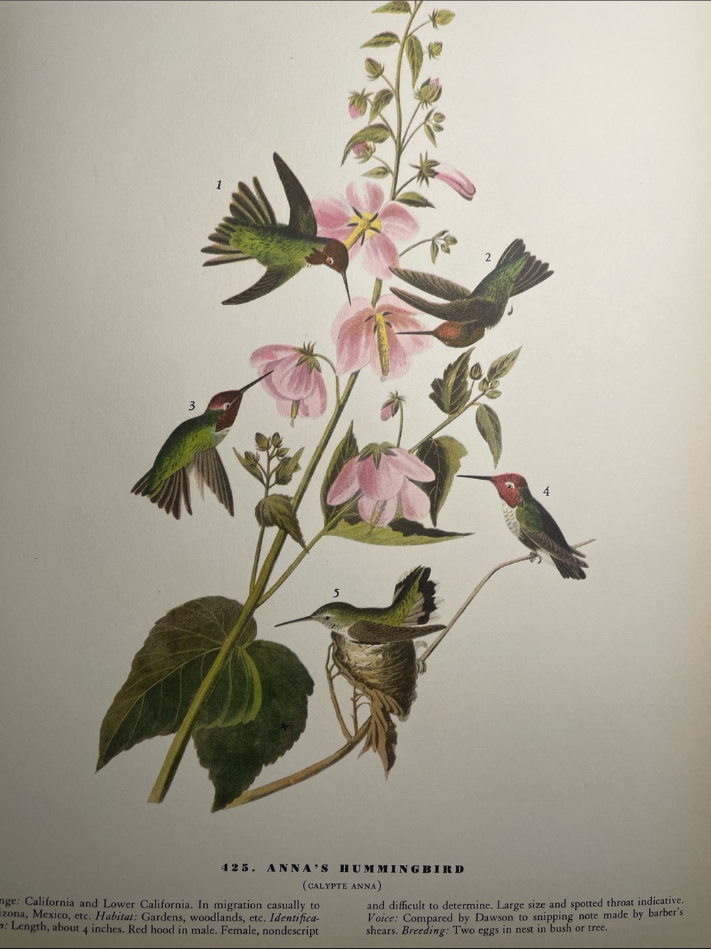 🖤5/$25 Hummingbird Botanical vintage Print with Pink Flowers